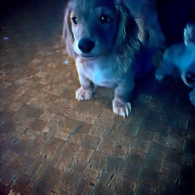夕方の犬 [Dog in the Evening]