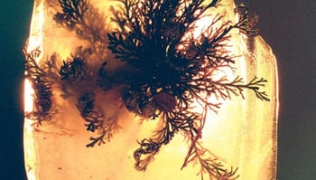 L&rsquo;Rain Announces New Album 'fata morgana' - Hear &ldquo;soulless cycle&rdquo;