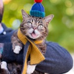_basedkitty_
