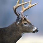 1000deer