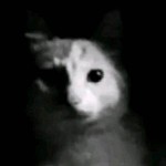 4meow4