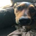 apinhead