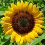 A_Sub_flower