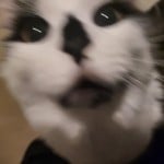 adamjfm
