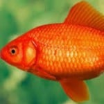 aitortilla