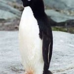 AJWolfey