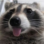 Akieronn