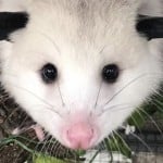 AlphaOpossum