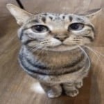 AngellxvesCats
