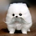 Lammmy