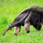 anteater43