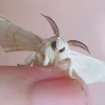 antwaves