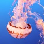 ApoxieSculpt