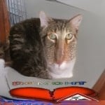 armatura2007