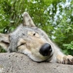 aspenpaws