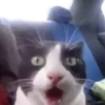AwfulBalistick0