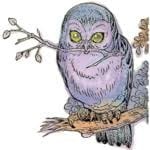 Barnowl