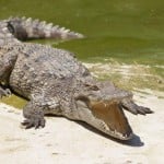 BaronCrocodile