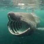Basking_Shark