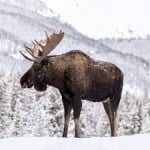 BeigeMoose