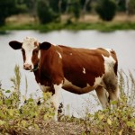 BigCow