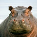 BigFavu