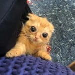 bigmonkex
