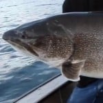 Bigtrout