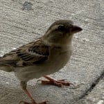 birdbrained