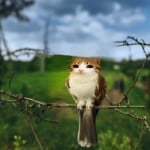 birdyysm