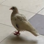 Biwrdy