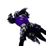 BMORERAVENZ