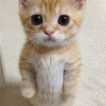 booferbaby