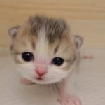 BoopASnoop