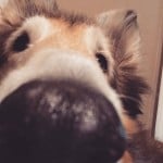 brodywoof
