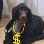 Bruskorken