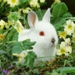 bunnivere