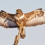 buteobuteo