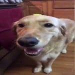 butterdog_music