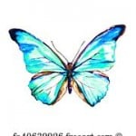 butterfly5