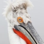 cabracco