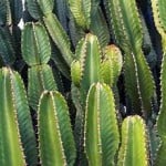 Cactus_Reviews