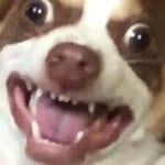 CanisSpasticus