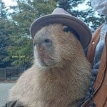capy