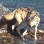 cascadingcanine