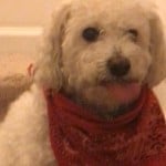 cashmeredogg