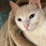 catdemon1