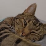 cati