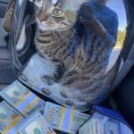 catsarenice