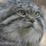 catsincans